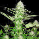 Sweet Harlem Diesel - SUMO SEEDS | TanieSianie.pl