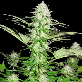 Sweet Harlem Diesel - SUMO SEEDS | TanieSianie.pl