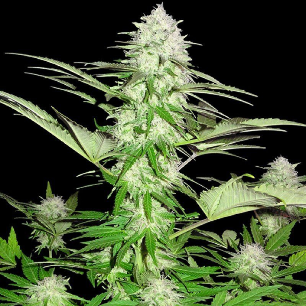 Sweet Harlem Diesel - SUMO SEEDS | TanieSianie.pl