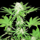 Sumos OG Kush - SUMO SEEDS | TanieSianie.pl