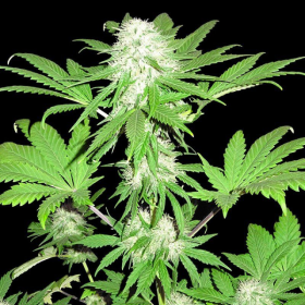 Sumos OG Kush - SUMO SEEDS | TanieSianie.pl