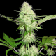 Silver Buddha Haze - SUMO SEEDS | TanieSianie.pl