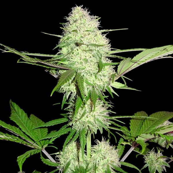 Silver Buddha Haze - SUMO SEEDS | TanieSianie.pl