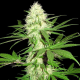 Sumos Big Bud - SUMO SEEDS | TanieSianie.pl