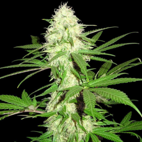 Sumos Big Bud - SUMO SEEDS | TanieSianie.pl