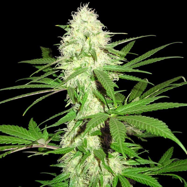 Sumos Big Bud - SUMO SEEDS | TanieSianie.pl