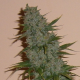 Dark Jack Auto | TanieSianie.pl