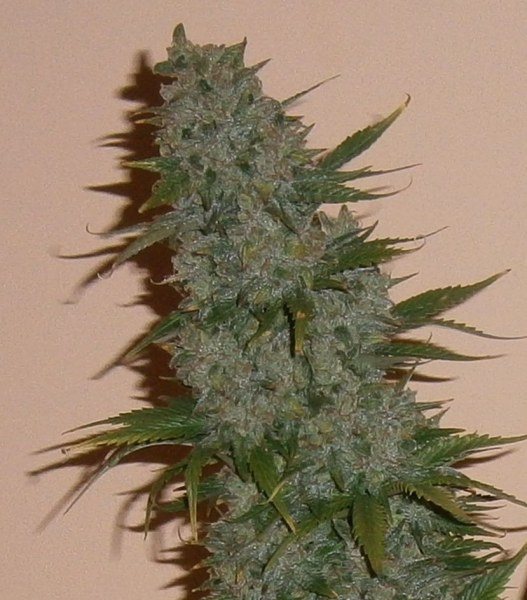 Dark Jack Auto | TanieSianie.pl