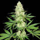 Maya Gold - SUMO SEEDS | TanieSianie.pl