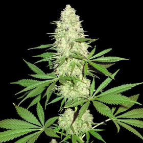 Maya Gold - SUMO SEEDS | TanieSianie.pl