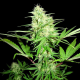 Honey Rock - SUMO SEEDS | TanieSianie.pl