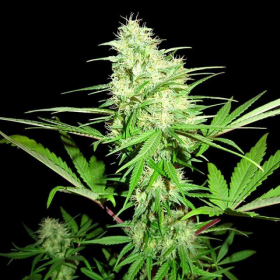 Honey Rock - SUMO SEEDS | TanieSianie.pl