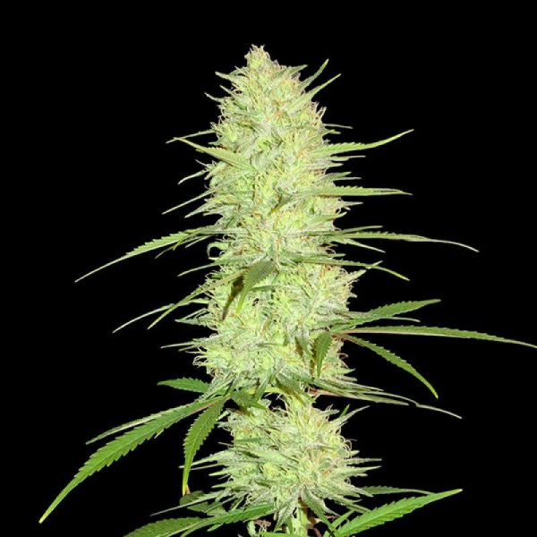 Cinderella's - SUMO SEEDS | TanieSianie.pl