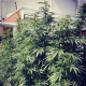Cold Thunder - SUMO SEEDS | TanieSianie.pl