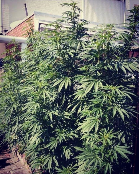 Cold Thunder - SUMO SEEDS | TanieSianie.pl