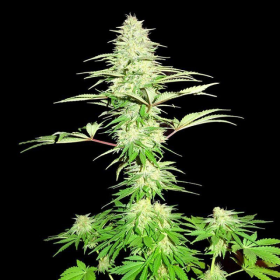Blue Nitro Haze - SUMO SEEDS | TanieSianie.pl