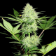 Berries&Cheese - SUMO SEEDS | TanieSianie.pl