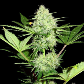 Berries&Cheese - SUMO SEEDS | TanieSianie.pl