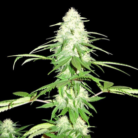 Green Mango - SUMO SEEDS | TanieSianie.pl