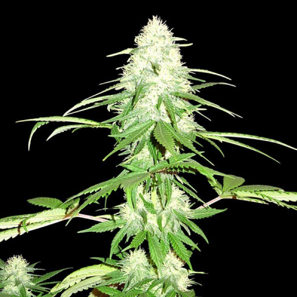 Green Mango - SUMO SEEDS | TanieSianie.pl