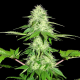 Appleberry - SUMO SEEDS | TanieSianie.pl