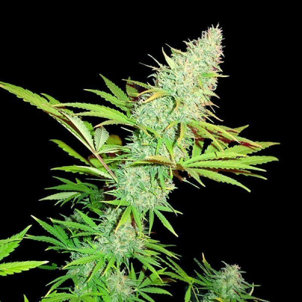CBD Kongs Kush - SUMO SEEDS | TanieSianie.pl