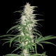 CBD Cherry Kush - SUMO SEEDS | TanieSianie.pl
