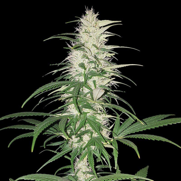 CBD Cherry Kush - SUMO SEEDS | TanieSianie.pl