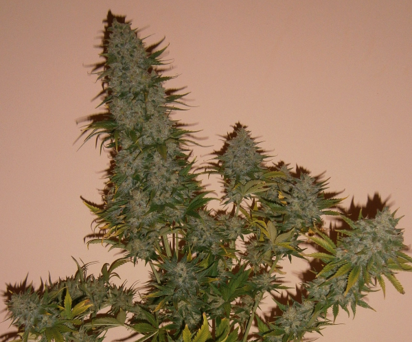 Dark Jack Auto | TanieSianie.pl