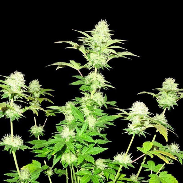 White Widow Original - SUMO SEEDS | TanieSianie.pl