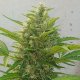 Deep Purple Haze Auto - SUMO SEEDS | TanieSianie.pl
