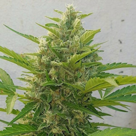 Deep Purple Haze Auto - SUMO SEEDS | TanieSianie.pl