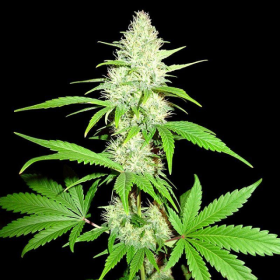 Amnesia Ganja Haze - SUMO SEEDS | TanieSianie.pl