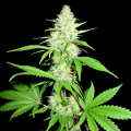 Amnesia Ganja Haze - SUMO SEEDS