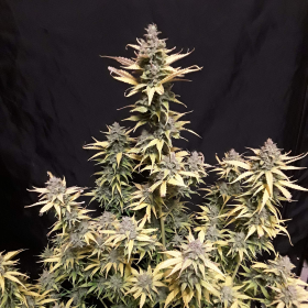 Critical Kush Auto | TanieSianie.pl