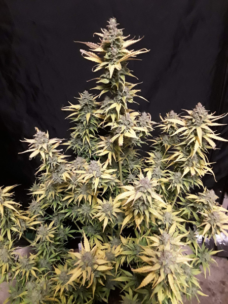 Critical Kush Auto | TanieSianie.pl