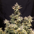 Critical Kush Auto