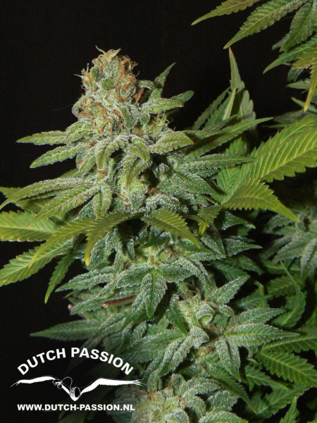 Mazar - DUTCH PASSION | TanieSianie.pl