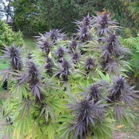 Purple Maroc | TanieSianie.pl