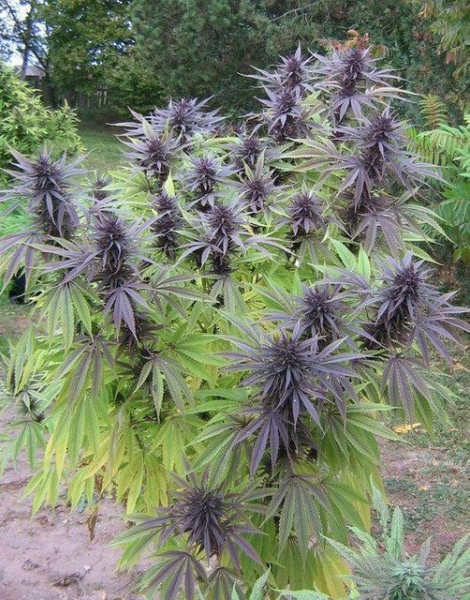Purple Maroc | TanieSianie.pl