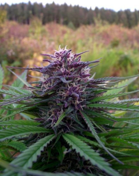 Purple Maroc | TanieSianie.pl