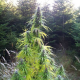 Easy Sativa | TanieSianie.pl