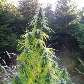 Easy Sativa | TanieSianie.pl