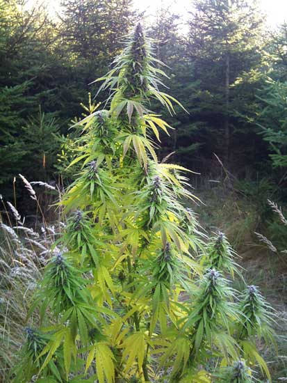 Easy Sativa | TanieSianie.pl