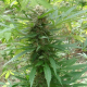 Outdoor Grapefruit | TanieSianie.pl