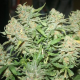 G13 Auto | TanieSianie.pl
