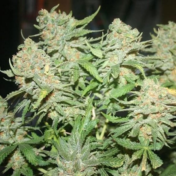 G13 Auto | TanieSianie.pl