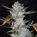 Wedding Cake Auto