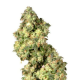Ultra Skunk - DUTCH PASSION | TanieSianie.pl