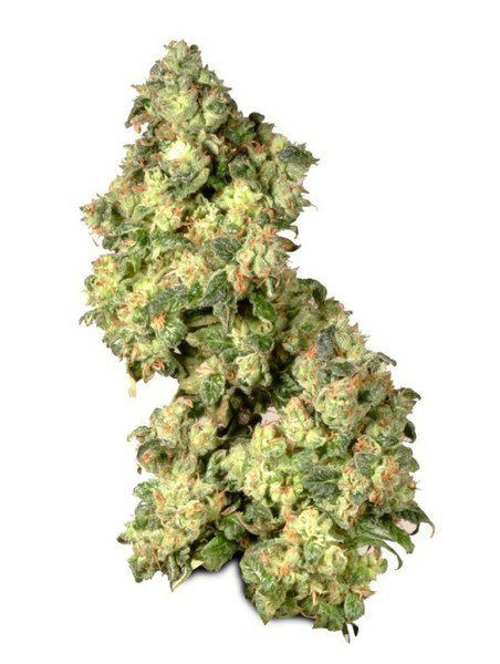 Ultra Skunk - DUTCH PASSION | TanieSianie.pl